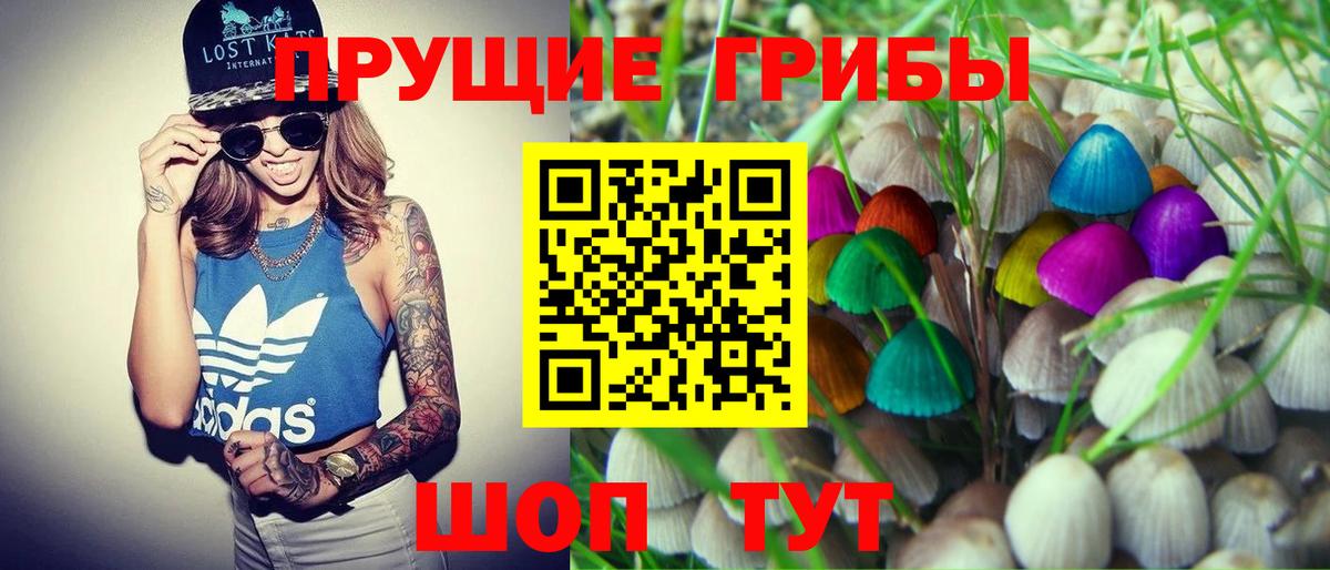 Псилоцибиновые грибы Psilocybine cubensis Барнаул